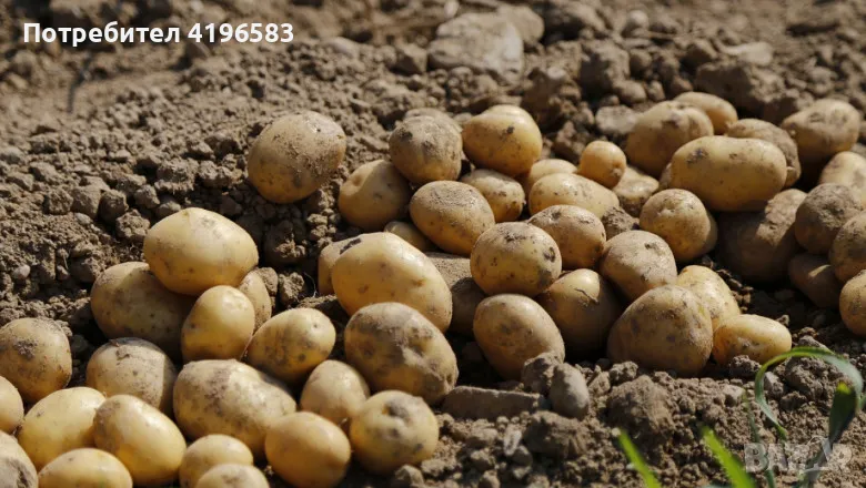 Родопски картофи , снимка 1