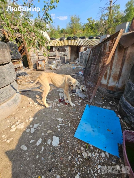 женски кангал, снимка 1