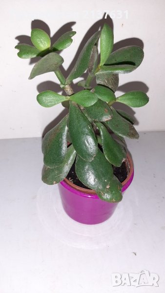 ДЪРВОТО на ЖИВОТА , снимка 1