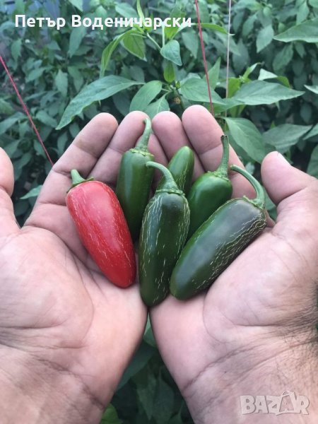  Семе семена от най-лютите чушки на планетата  Люта чушка Халапеньо Jalapeno Тази люта чушка идва от, снимка 1