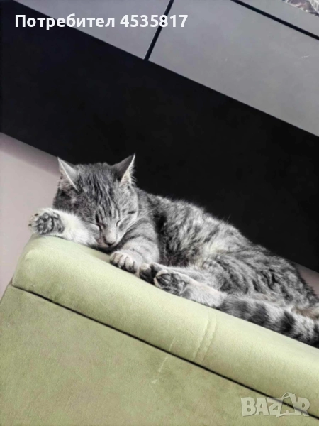 Подарява се мило женско котенце, снимка 1