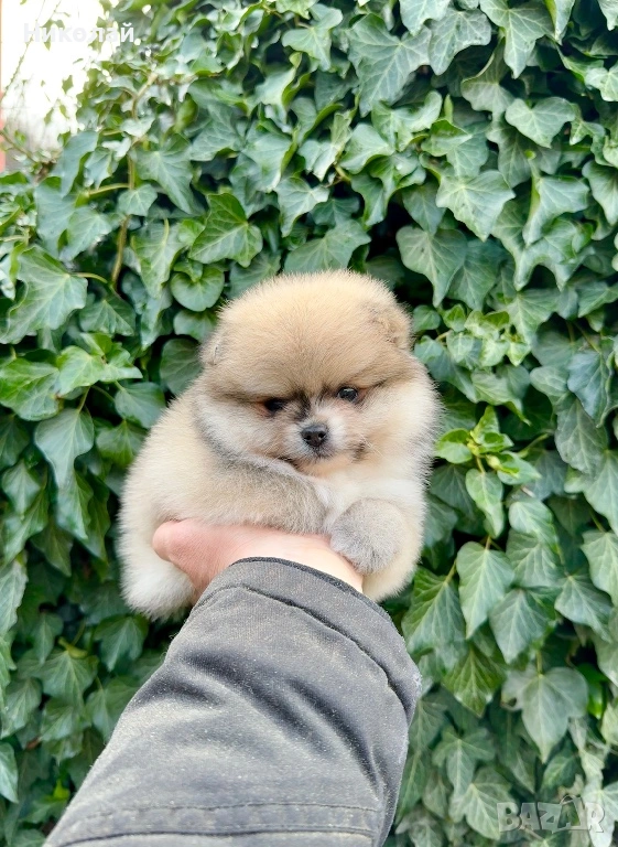 Померан мини момиче. Померанче, снимка 1