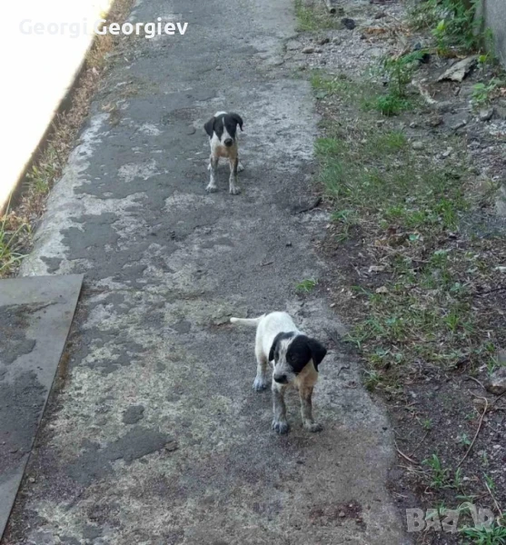 подарявам кученца, снимка 1