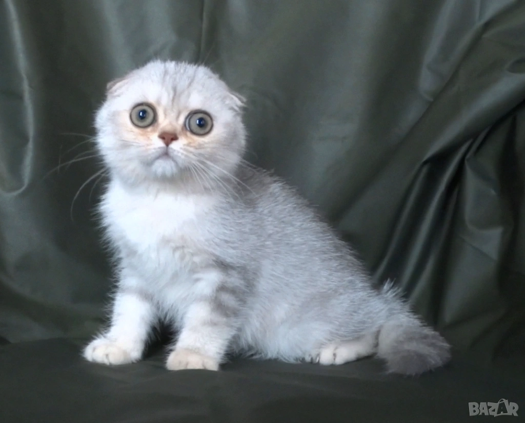 Чинчила - клепоухо късокосместо, снимка 1