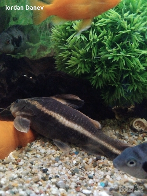 Сом платидорас , снимка 1