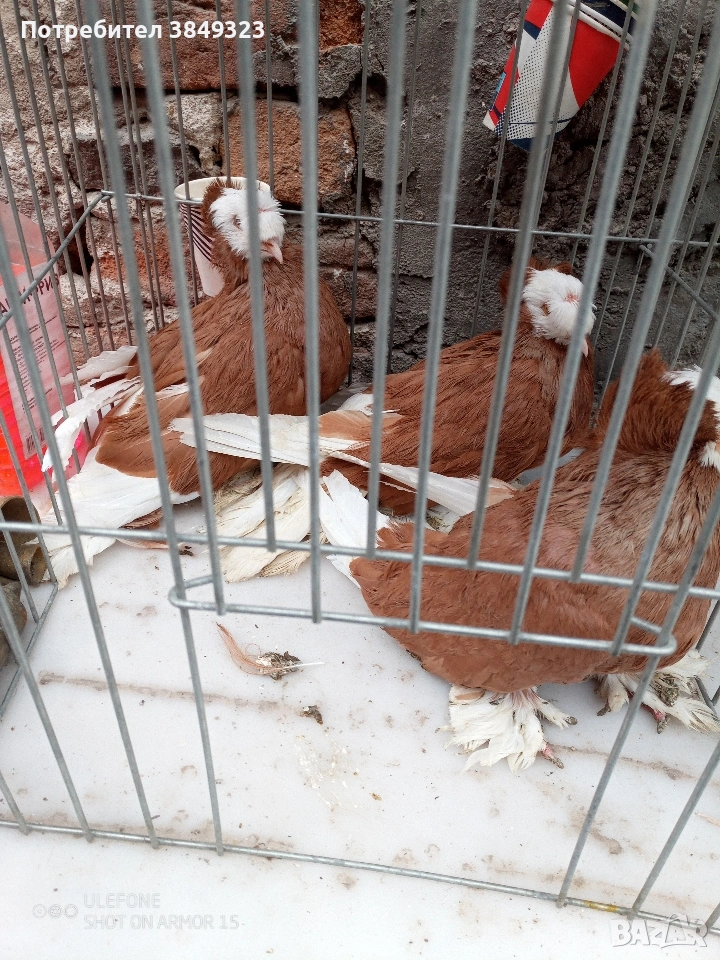 бернбургски тръбачи, снимка 1