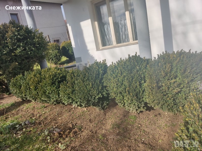 Продавам чемшири, снимка 1