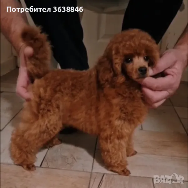 Той пудел, снимка 1