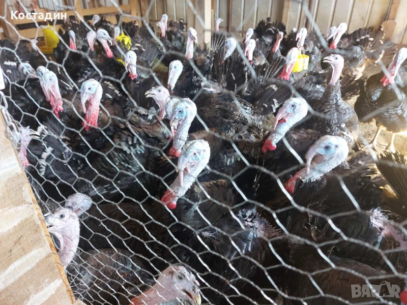 Продавам домашни пуйки, снимка 1