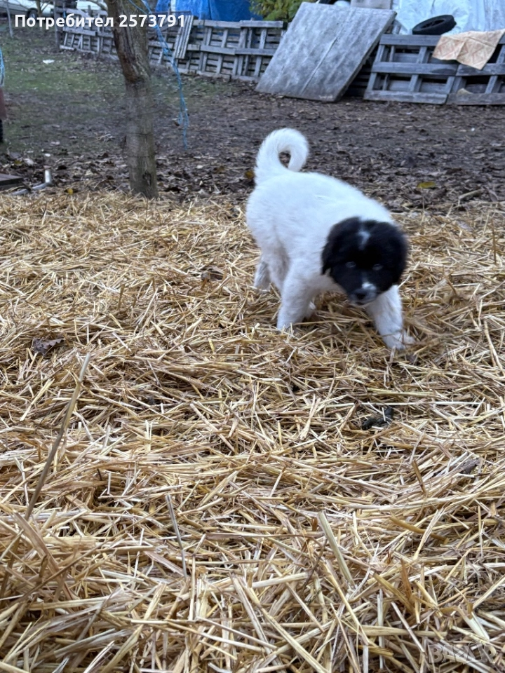 Българско Овчарско Куче Каракачанка, снимка 1