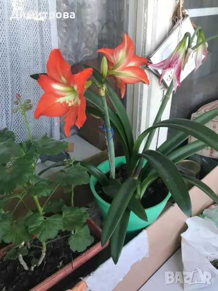 Цвете Амарилис / Хипеаструм - 2 цвята, снимка 1