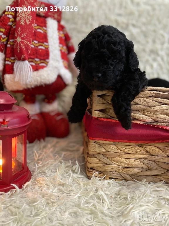 Той Пудел, снимка 1