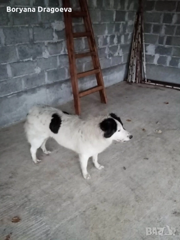 Каракачанка, снимка 1