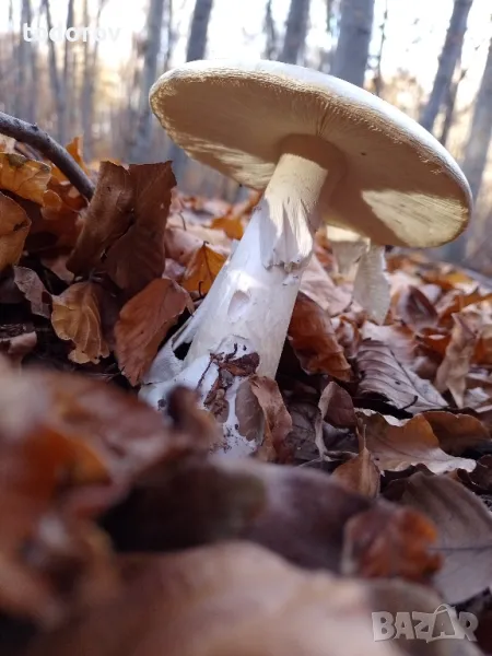 Почасова грижа за деца, снимка 1