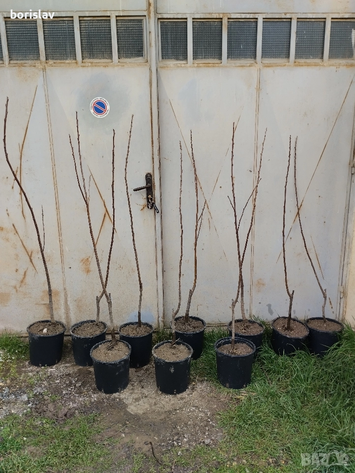 Ядлив кестен(разсад), снимка 1