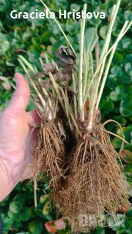 Продавам здрав разсад ягоди  целогодишни , снимка 13 - Сортови семена и луковици - 53945514