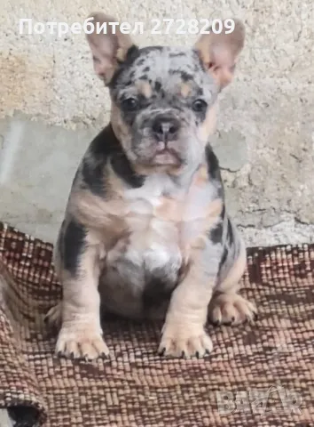 Френски булдог/French Bulldog от 600 до 700лв , снимка 3 - Френски булдог - 48347355