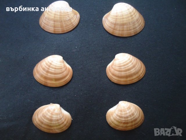 Мидени черупки и камъчета от Егейско море за вашата колекция, снимка 5 - Колекции - 34166712