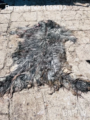 🌟 „Истинска козина с характер – естествена кожа от калуферски пръч“, снимка 1