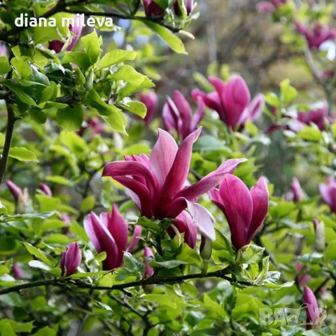 Магнолия Нигра, Magnolia ‘Nigra’, снимка 6 - Градински цветя и растения - 49260159