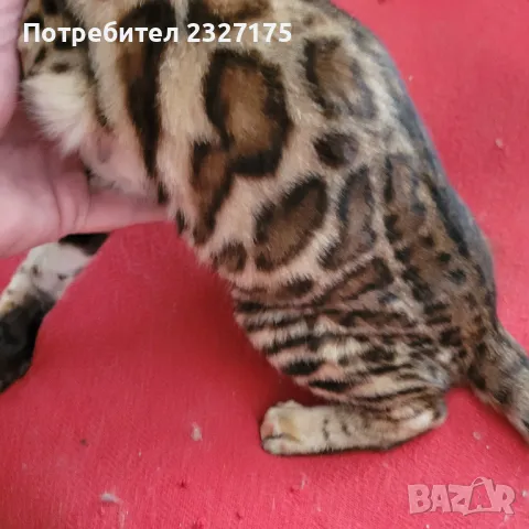 Бенгалска котка, снимка 12 - Бенгалски - 25815287