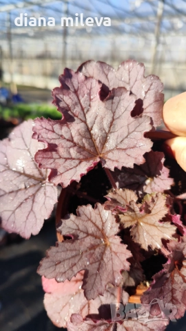 Хойхера  Amethyst Mist, снимка 10 - Градински цветя и растения - 52544153