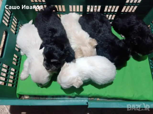 Малтийска Болонка 