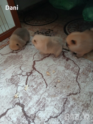 Mini pomeran, снимка 13 - Померан - 53295995