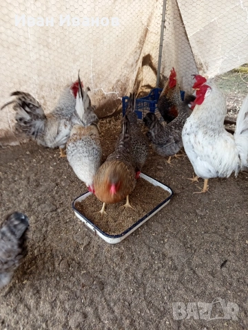 Два петела Легбар, снимка 3 - Кокошки и пуйки - 53240963