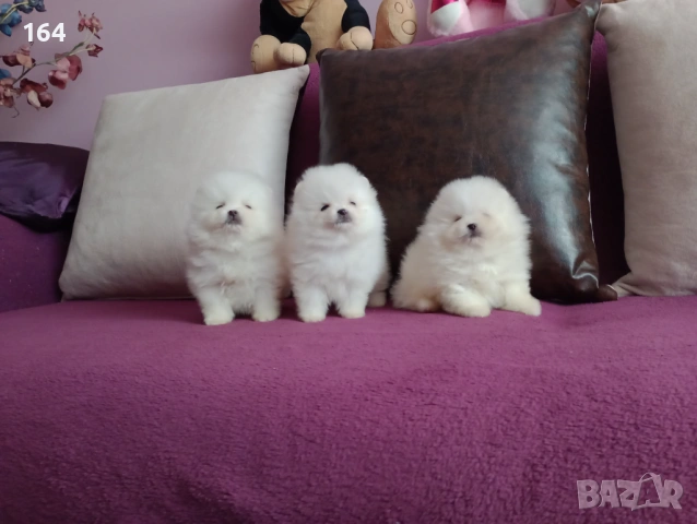 Померани. Мъжки и женски. , снимка 2 - Померан - 53944276