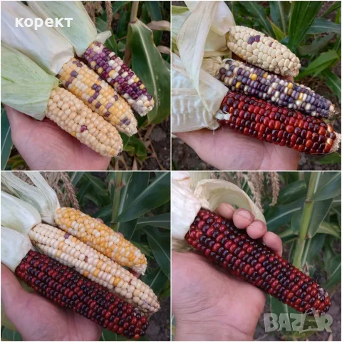Царевица за декорация, снимка 3 - Декорация за дома - 55970168