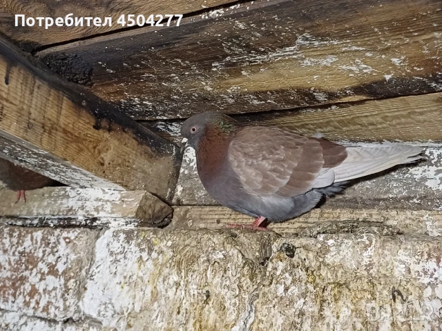Свободни гълъби, снимка 9 - Гълъби - 50677179