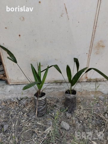 Студоустойчиви палми Трахикарпус, снимка 2 - Градински цветя и растения - 47537680