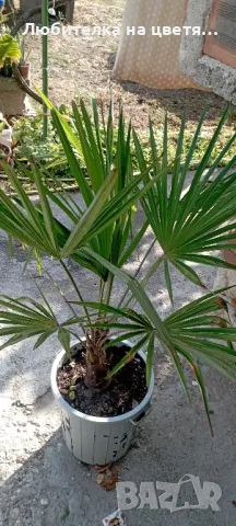 продавам палма трахикарпус Б- я студоустойчива 5 лв за бр и семена 50 бр- 10 лв, снимка 2 - Разсади - 41623948