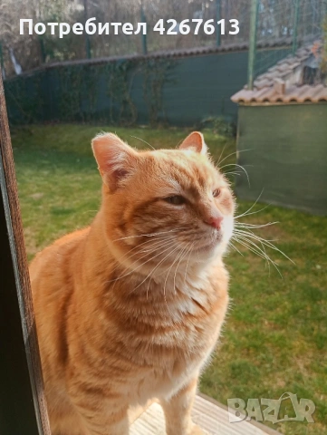 Млад гальовен Рижко търси дом