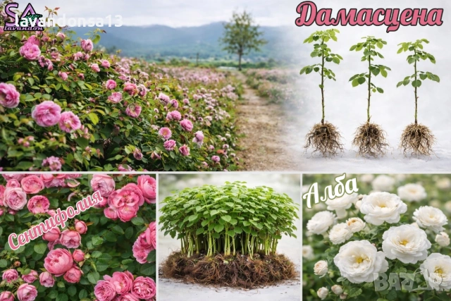  Мурсалски Чай – Разсад на Гол Корен | Планинска Билка, снимка 13 - Градински цветя и растения - 47333197