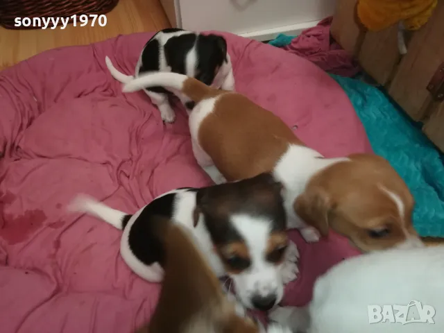 ПРОДАВАМЕ КУЧЕНЦА ДЖАК РЪСЕЛ-УНИКАЛНИ СЛАДУРИ 2701250647, снимка 11 - Джак ръсел териер - 48842521