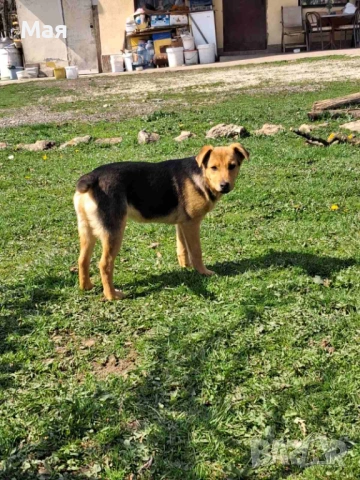 Кученца копойчета, снимка 9 - Други - 52566062