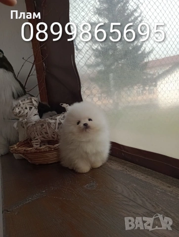 Чисто бели мини момче и момиче,Померани. 