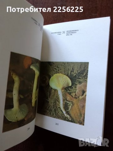 Нашите гъби, снимка 3 - Специализирана литература - 50161207
