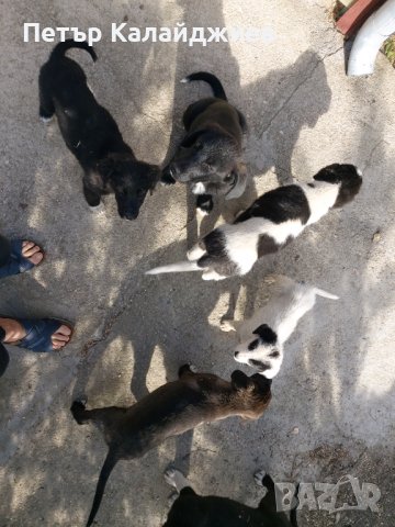Подарявам малки Кученца. Пловдивско , снимка 7 - Бо - 44168338