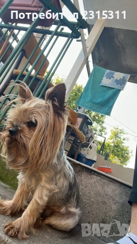 мъжко и женско йорки, снимка 7 - Йоркширски териер - 53089504