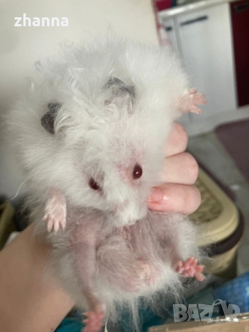 отдавам хамстер Сирийски , снимка 3 - Хамстери - 54101626