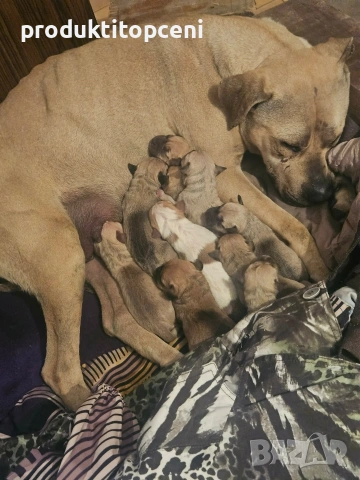 Малки питбули с pedigree 