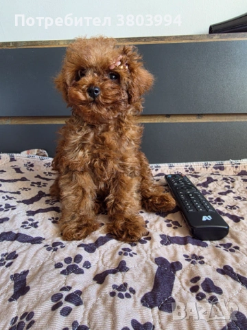 Уникални Той пудел момичета. , снимка 3 - Пудели - 54131488