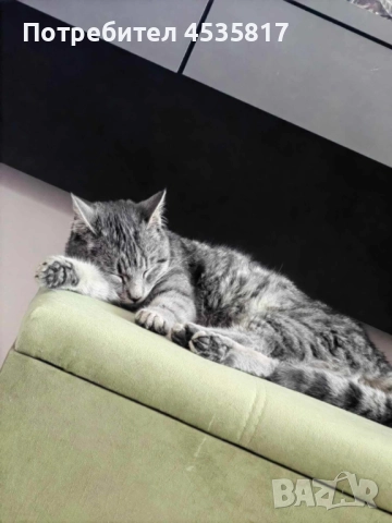 Подарява се мило женско котенце