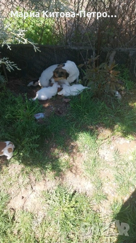 Джак Ръсел , снимка 4 - Джак ръсел териер - 54362008