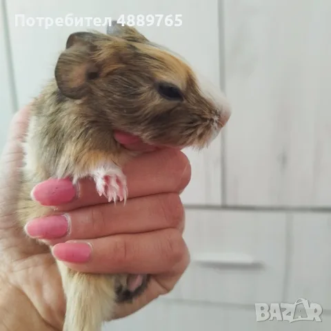 Сладки морски свинчета, снимка 3 - Морски свинчета - 56438547