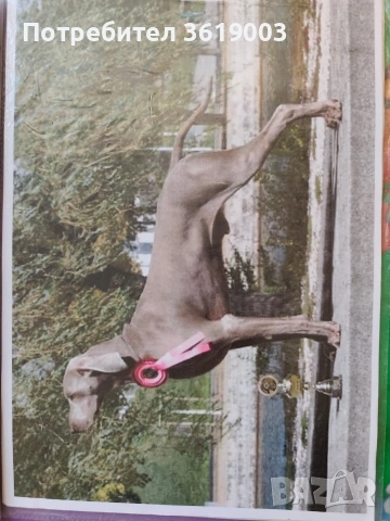 Ваймаранери , снимка 12 - Ваймаранер - 54205376