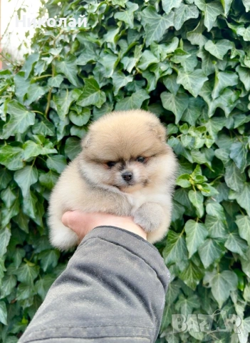 Померан мини момиче. Померанче
